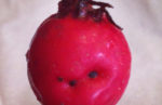 Berry That Wants to Rule the World