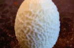 Alien Egg