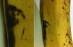 Banana… Jesus?