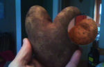 Heart Potato, Face Potato