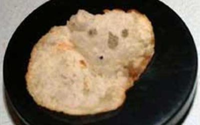 Koala Chip